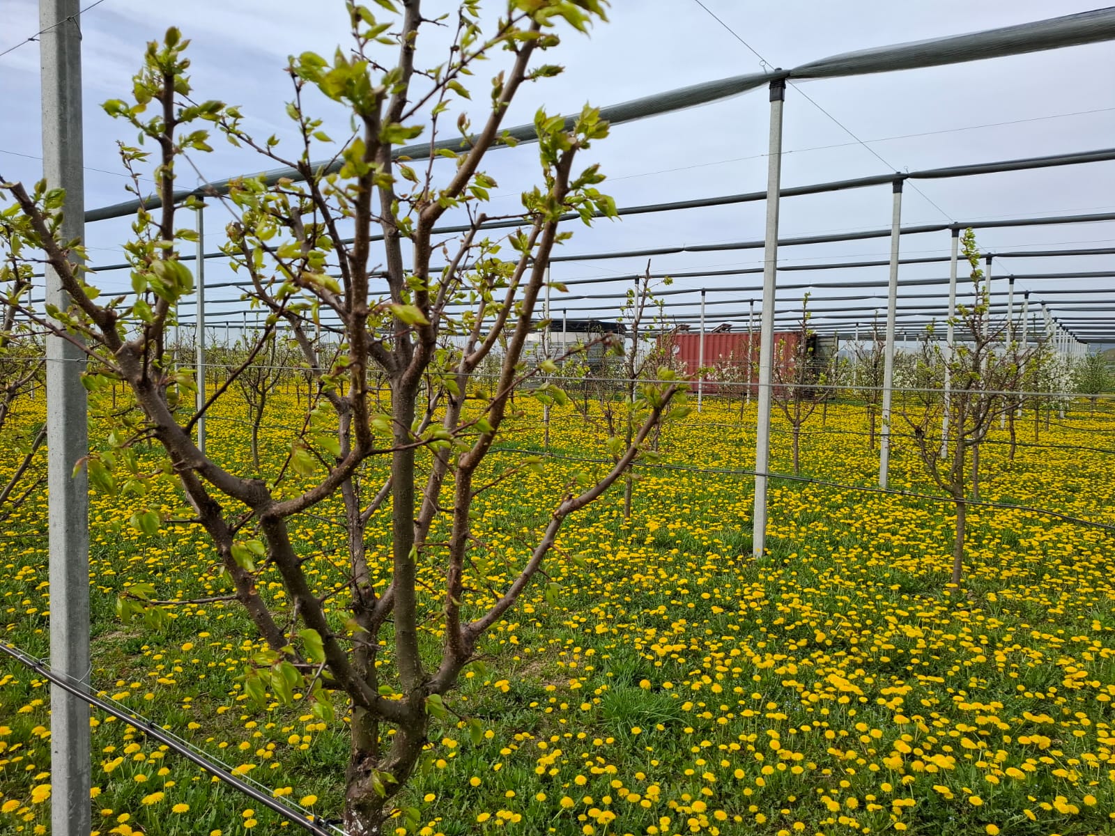 The science and success of biologicals in agriculture