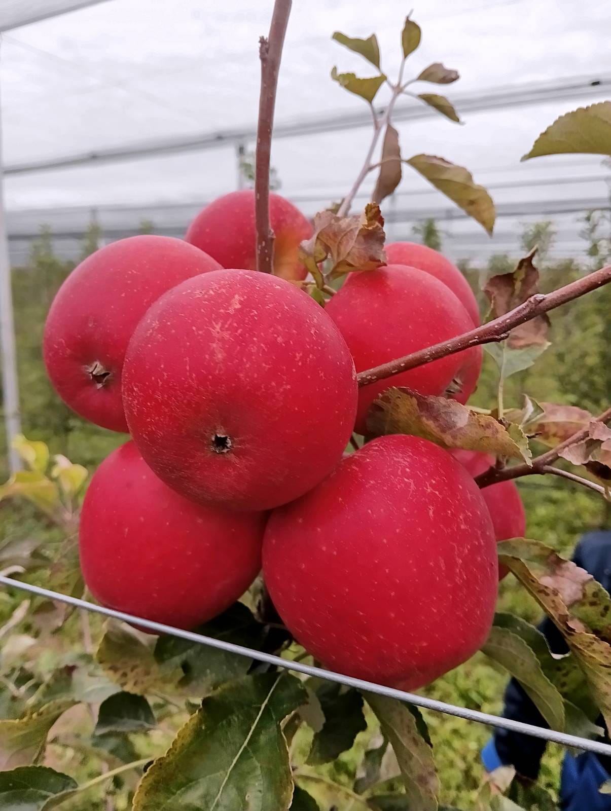 Celebrating our SK roots